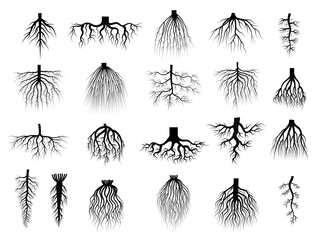 Root plants. Botanical symbols root systems from creep trees recent vector flat collections isolated