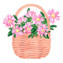 Basket With Pink Chrysanthemums. Watercolor Vintage Illustration. Isolated On A White Background.