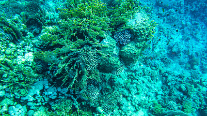 colorful corals and fish in the red sea sharm el sheikh