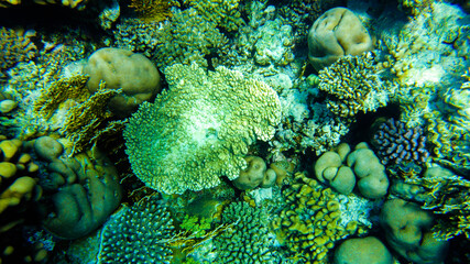 colorful corals and fish in the red sea sharm el sheikh