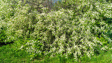 A Large Bush Or Tree Of Blooming White Bird Cherry On A Background Of Green Foliage And Grass In Spring. Close-up Of A Flowering Tree With Little Blossoms.