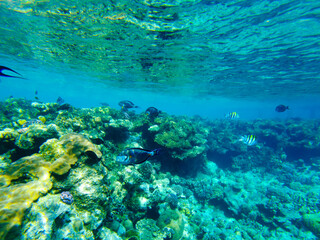 Wall Mural - Sohal surgeon fish at the Red Sea swims in shallow water by the beach