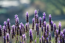 Detail Of Lavender Flowers In The Field
