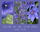 Fototapeta Tulipany - Color of the year 2022 Very Peri - PANTONE 17-3938 in the nature. Collage of lavender flowers, baloon flower and clematis.