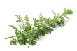 Artemisia branch