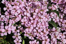Closeup Of Delicate Pink Flowers On A Soapwort