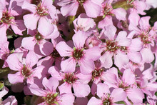 Closeup Of A Cluster Of Pink Flowers On A Soapwort Plant