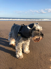 Genaro In The Beach - Dog, Grey, Waves, Sand