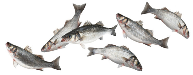 Wall Mural - Sea bass, school of seabass fish isolated on white background