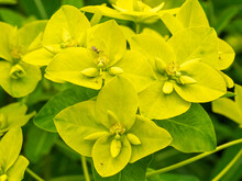Yellow Flowers Of Cushion Spurge, Euphorbia Epithymoides