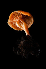 False Chanterelle Mushroom In Black