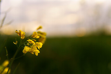 Wall Mural - summer, nature, spring, freshness - background of fresh wild field beautiful natural flower plant on spring green evening meadow. yellow blooming rapeseed seeds on grey sky sunset garden summertime