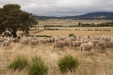 Wall Mural - Sheep in Paddock