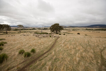 Wall Mural - Sheep in Paddock