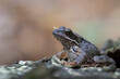 Żaba trawna (Rana temporaria) – Common frog