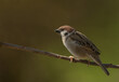 Mazurek, wróbel polny (Passer montanus) – Eurasian tree sparrow