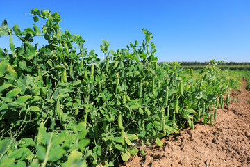 Vigorous growth of peas in farmland, North China