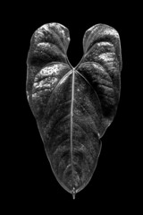 Silhouetted black leaf with water drops on black background