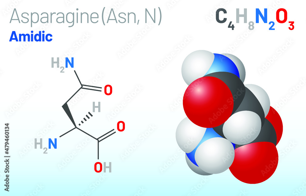 Asparagine (Asn, N) amino acid molecule. (Chemical formula C4H8N2O3) it ...