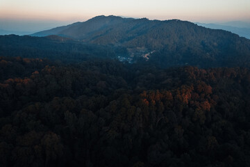 Wall Mural - early morning sunrise in the forest