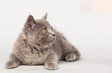 Fototapeta Koty - ショートヘアの子猫　灰色　立ち耳