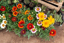 Yellow, Purple, Tiger Striped And Red Gazania. Close-up Gazania Flowers. Asteraceae Family.