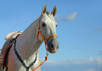 Grey andalusian horse portrait on blue sky background