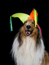Portrait Of A Long-haired Collie With A Harlequin Hat