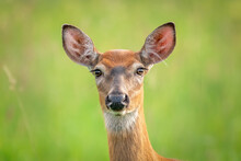 A White-tailed Doe Stares Back In My Direction
