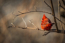 A Bright Red Cardinal Resting On A Perch