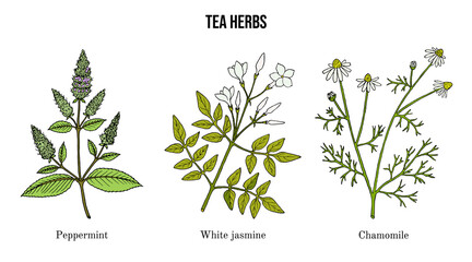 Wall Mural - Set of different tea plants