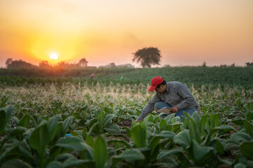 A Farmers use the technology of irrigating tablets to grow tobacco plants in their growing tobacco fields at sunset. Concept of technology for agriculture.