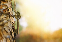 An Ancient Key Hangs On A Tree Trunk In The Forest