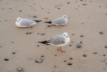 Seagulls Perching On Wet Sand At Beach