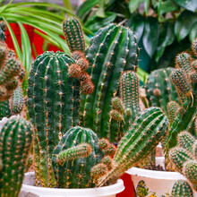 Various Cacti In Pots On The Table In The Room. Selective Focus