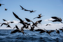 A Flock Of Black Frigate Birds Flew On A Successful Killer Whale Hunt In Order To Profit From The Remains Of The Fish