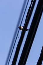Brown Old World Sparrow Bird Hanging On The Electric City Cables Under The Clear And Bright Blue Sky