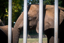 Elephant Behind Bars At The Zoo. Animals In Captivity.