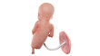 3d rendered medically accurate illustration of a human fetus - week 16