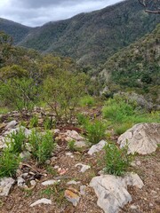 Wall Mural - Blue Mountains national park in New South Wales in summer 2022