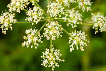Cow Parsley Wildflower Close Up Detail