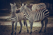 Küssende Zebras
