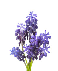 Canvas Print - Small bunch of Muscari isolated on white background. Grape Hyacinth. Selective focus.