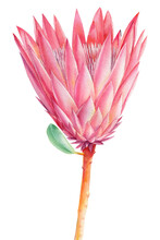 Tropical Flower, Protea On Isolated White, Watercolor Drawing, Botanical Painting, Pink Exotic Flora