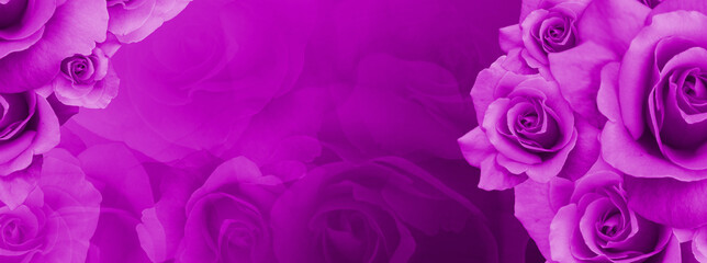 Wall Mural - purple rose flowers bouquet on blur purple roses background, nature, template, banner, copy space