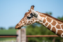 A Long Slender Giraffe In Hemker Park Zoo, Minnesota
