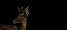 Fawn Spotted Deer Or Chitals Portrait On Black Background. Wildlife And Animal Photo