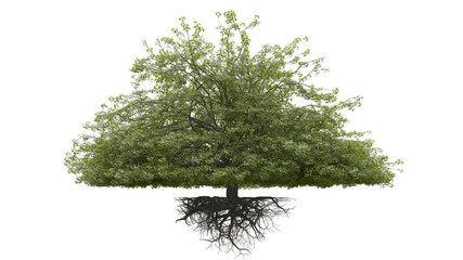 tree with roots, isolated on white background 