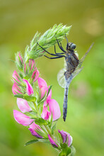 Dragonfly On The Flower