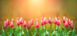 czerwone tulipany na słonecznym tle, wiosna, piękna naturalna scena wiosenna